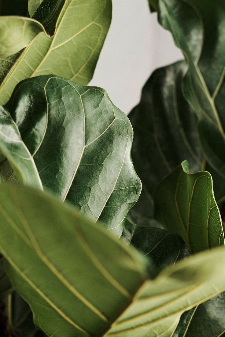 closeup of green leaves on a plant with white sky in the backround