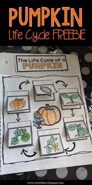 the life cycle of a pumpkin is shown in this free printable worksheet