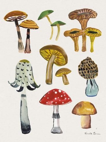 several different types of mushrooms are shown in this drawing, and each one is painted with watercolors