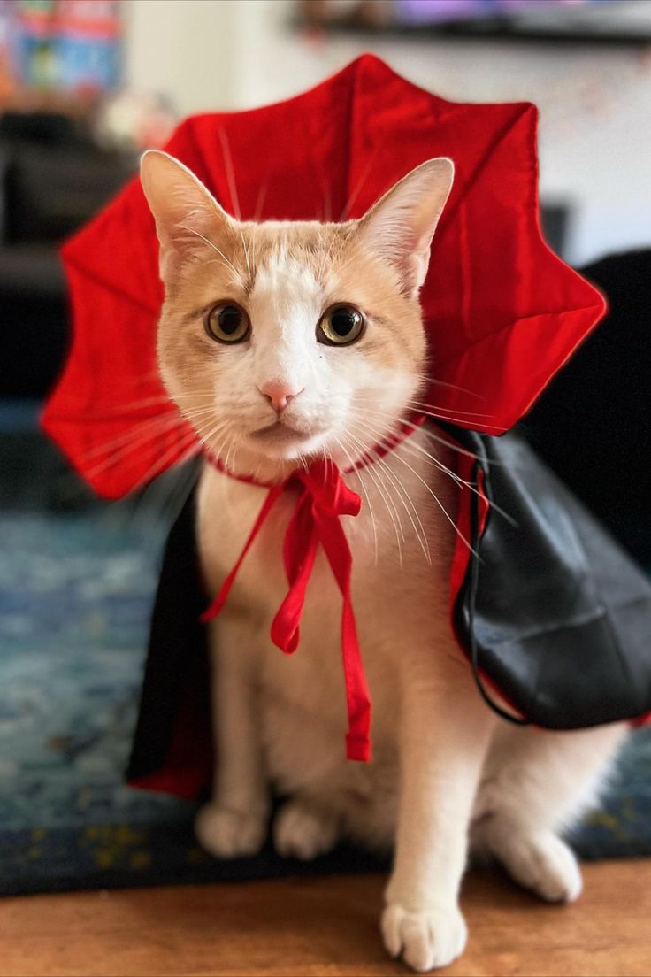 a white cat wearing a red umbrella hat