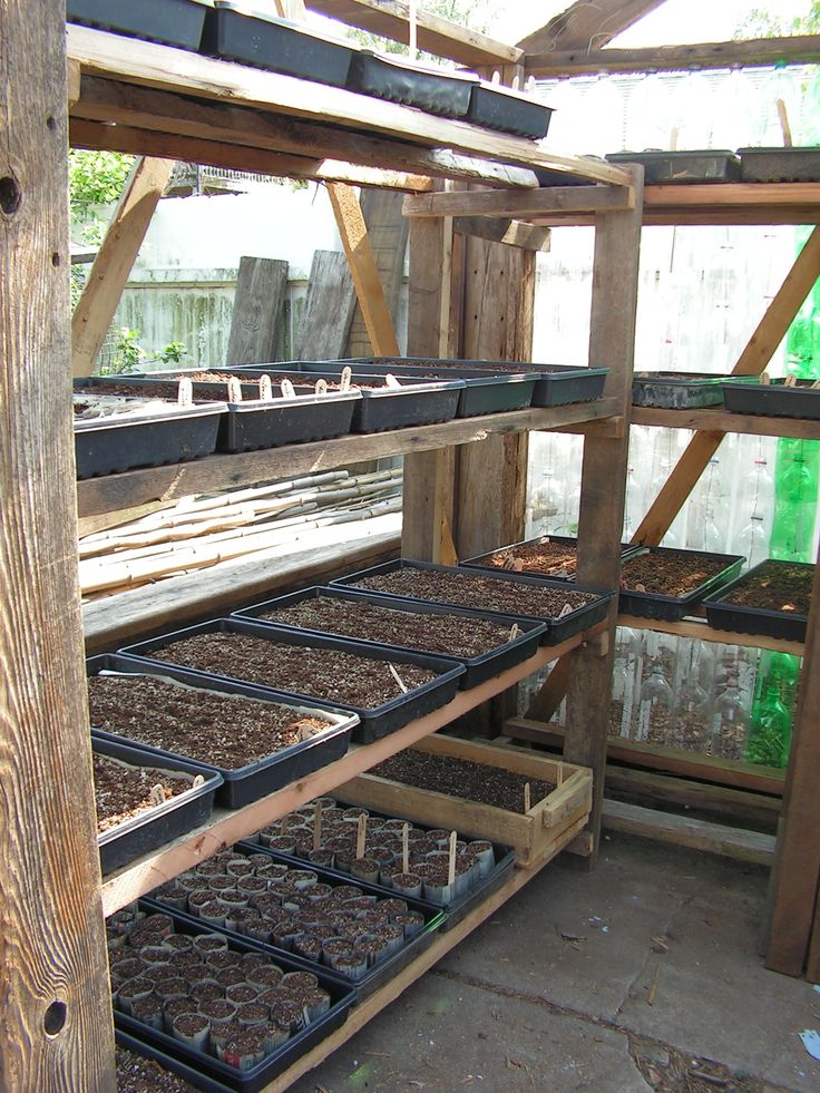 several trays filled with seed plants on top of wooden shelves