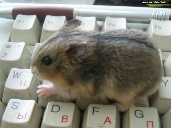 a hamster sitting on top of a keyboard with its mouth open and tongue out