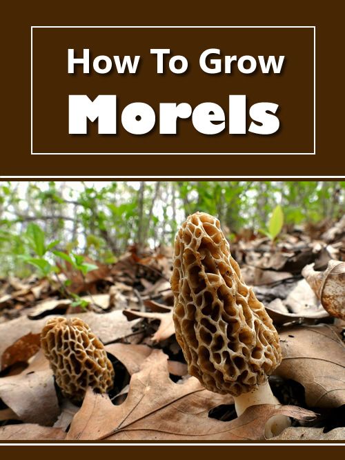 mushrooms on the ground with text overlay how to grow morels