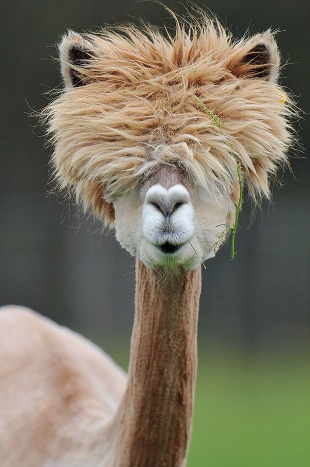 an animal with long hair on it's head