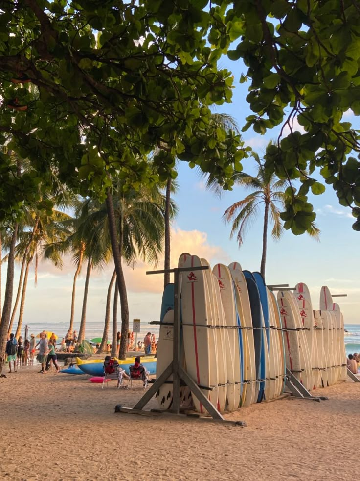 surfboards are lined up on the beach with people in the water and palm trees