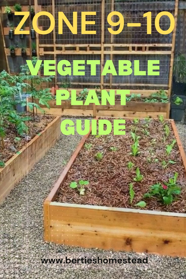 an outdoor vegetable garden with plants growing in it and the text zone 9 - 10 vegetables plant guide