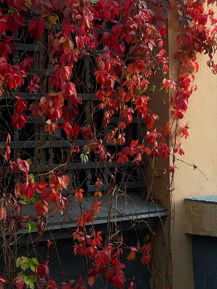 red leaves are growing on the side of a building