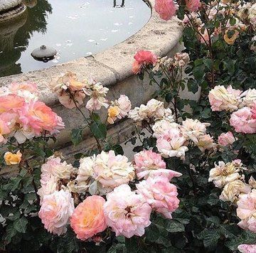 pink and yellow roses are blooming in front of a pond with water on it