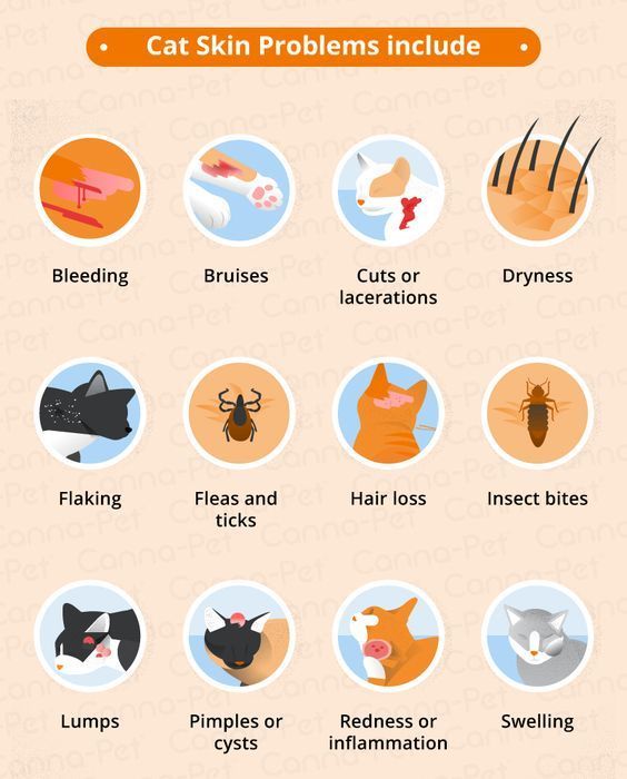 an info sheet showing the different types of cats and their health benefits, including fleas,