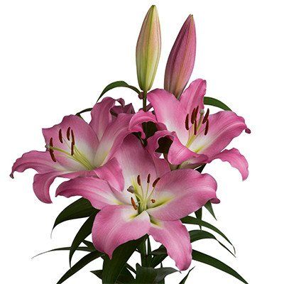 pink lilies in a vase with green leaves