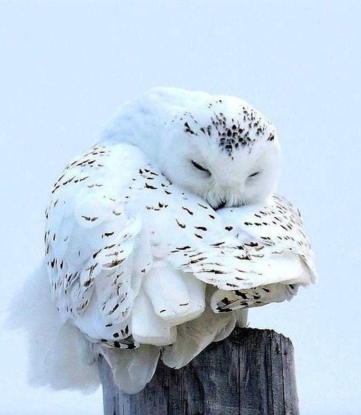 an owl sitting on top of a wooden post