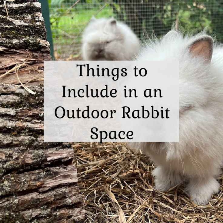 two small white rabbits standing next to each other on top of dry grass and hay