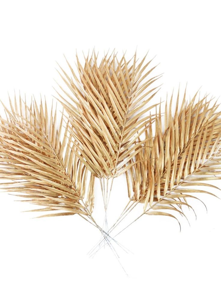 three stalks of dry grass on a white background