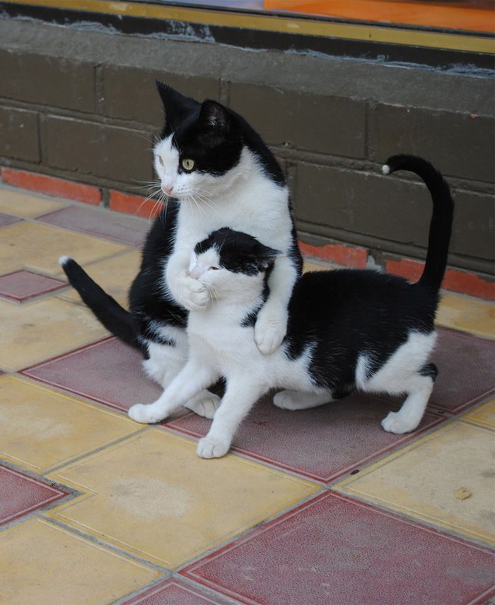 two black and white cats playing with each other