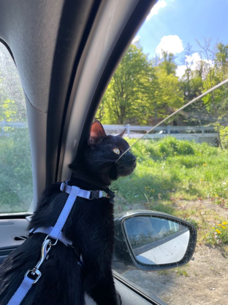 a black cat sitting in the passenger seat of a car looking out the side window