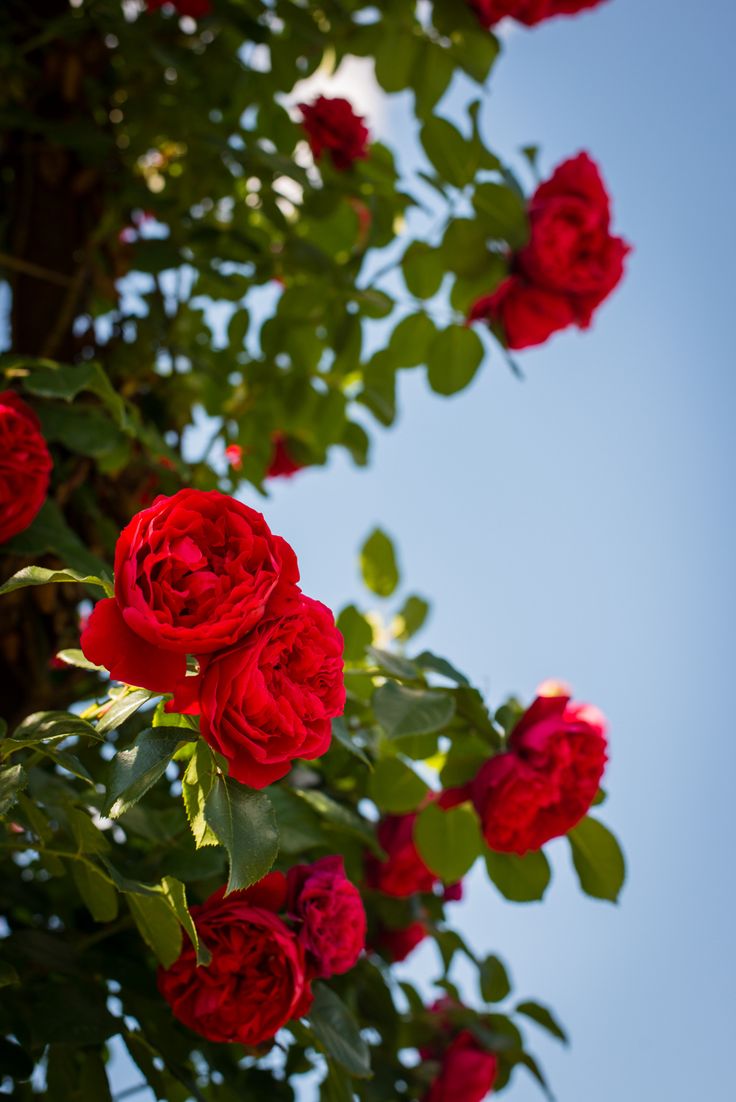 red roses blooming on the branches of a tree in front of a blue sky