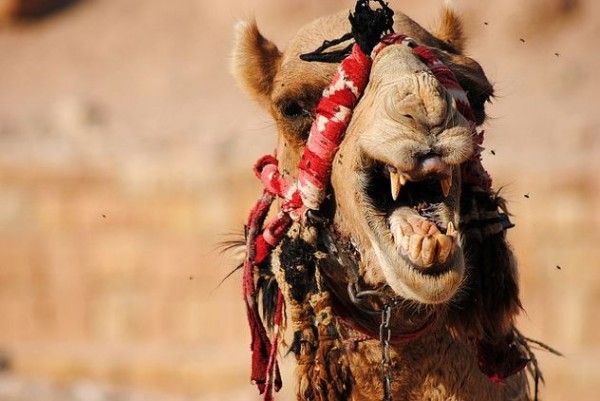 a close up of a camel with its mouth open