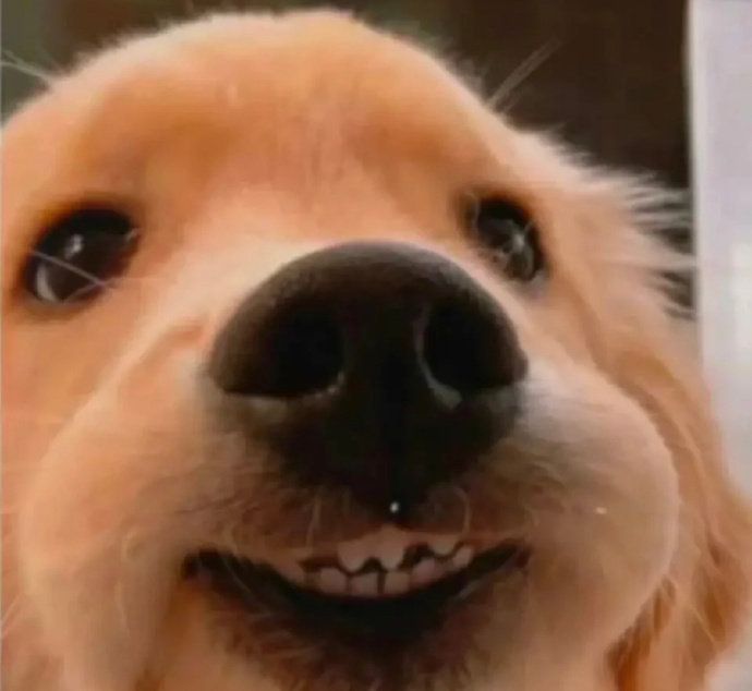 a close up of a dog's face with it's mouth open