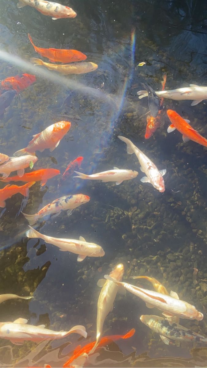 many orange and white fish in a pond