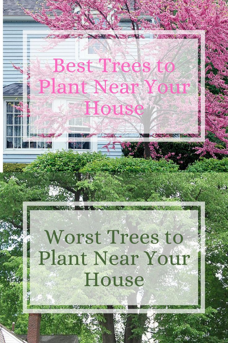 the words best trees to plant near your house