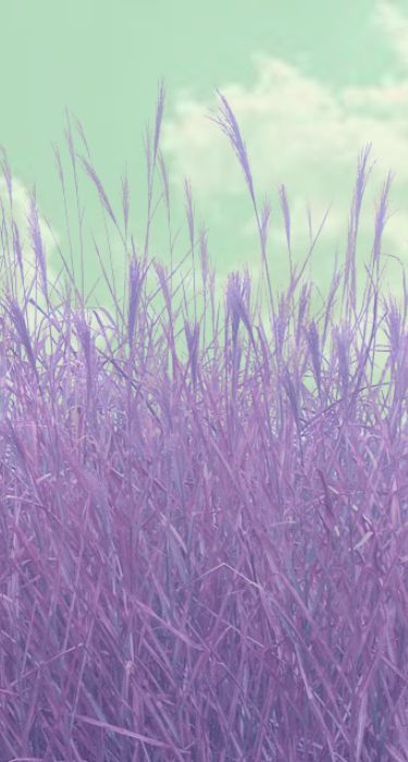 purple grass with green sky in the background