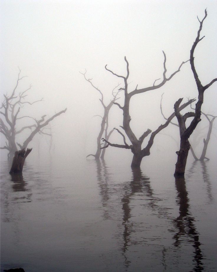 several dead trees in the water on a foggy day