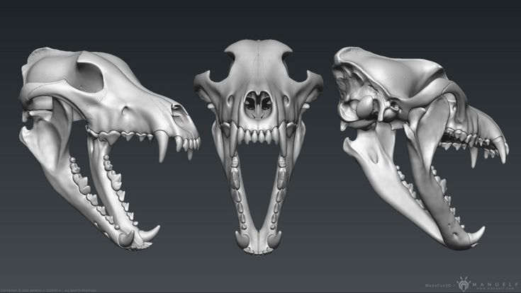 three different types of animal skulls are shown