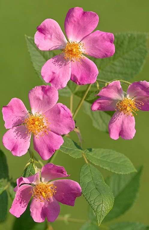 #rose #blossom #spring #wildflower #native #flower #bloom #pink #macro #closeup #nature #naturephotography #ArtForHealing #HealthcareDesign #fineartphotography #evidencedbasedart #wallart #vertical #artwork #interiordesign #photography #art #henrydomke  #rosa Prairie Rose, Prairie Flower, Rose Crafts, Rose Vines, Climbing Vines, Backyard Living, Backyard Projects, Butterfly Garden, English Garden