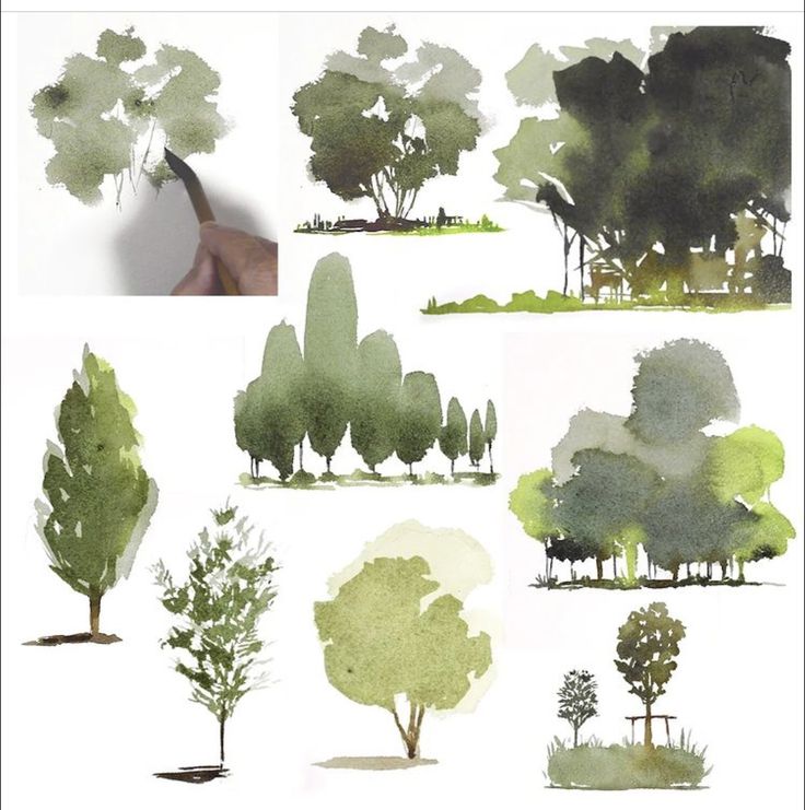 several different types of trees painted in watercolor