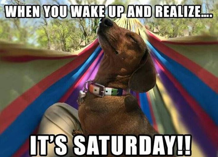 a dog sitting in a hammock with caption that reads, when you wake up and realize it's saturday