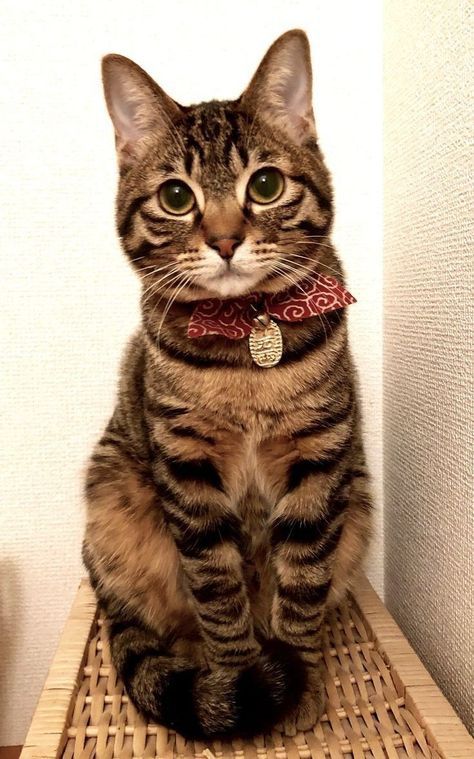 a cat sitting on top of a wooden shelf next to a white wall and looking at the camera