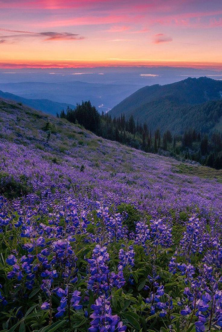 purple flowers in the foreground and mountains in the background at sunset with pink clouds