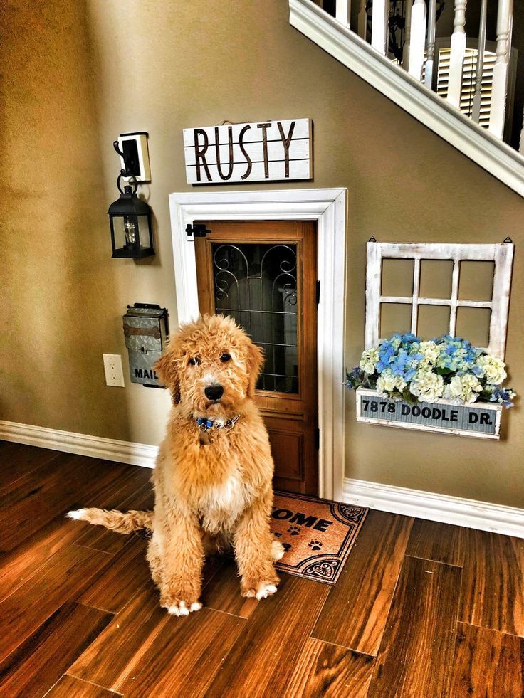 a brown dog sitting on top of a hard wood floor next to a wooden door