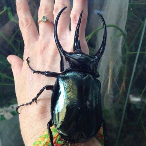 a person's hand with a black beetle on it