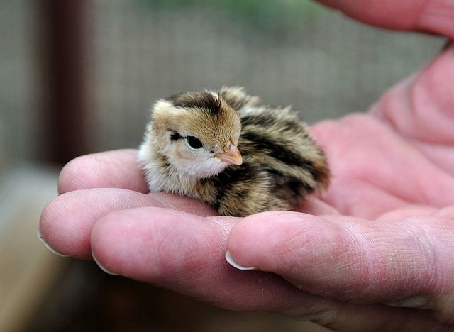 a small bird sitting in the palm of someone's hand