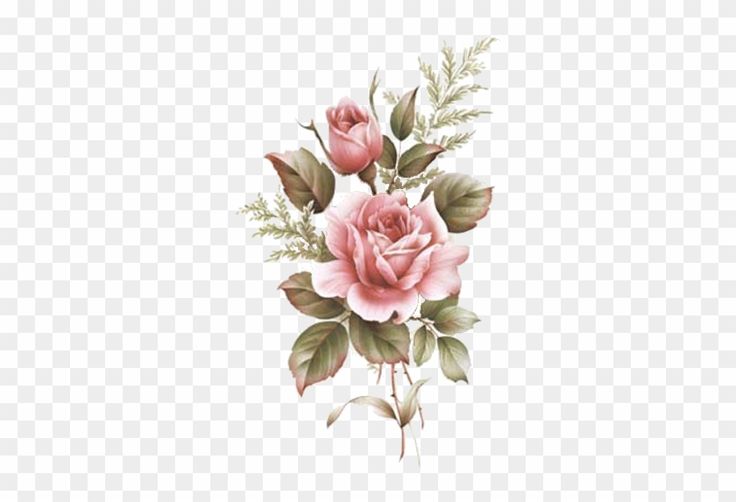 pink roses with green leaves on a white background, hd png downloads and psd