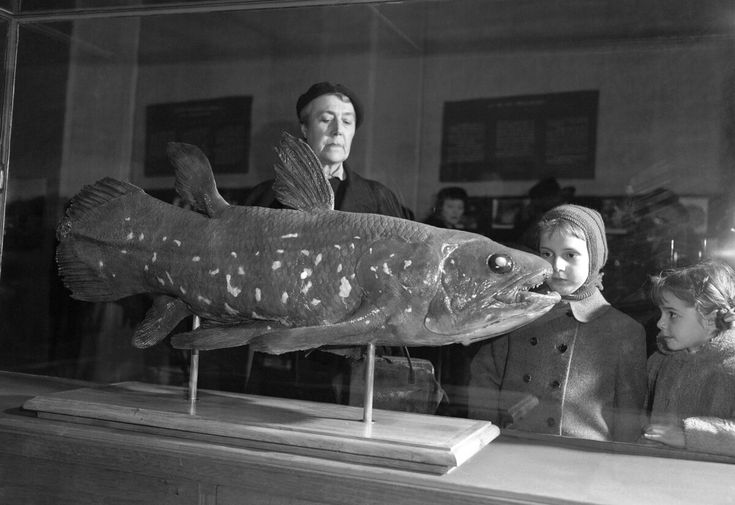 an old black and white photo of people looking at a fish in a glass case