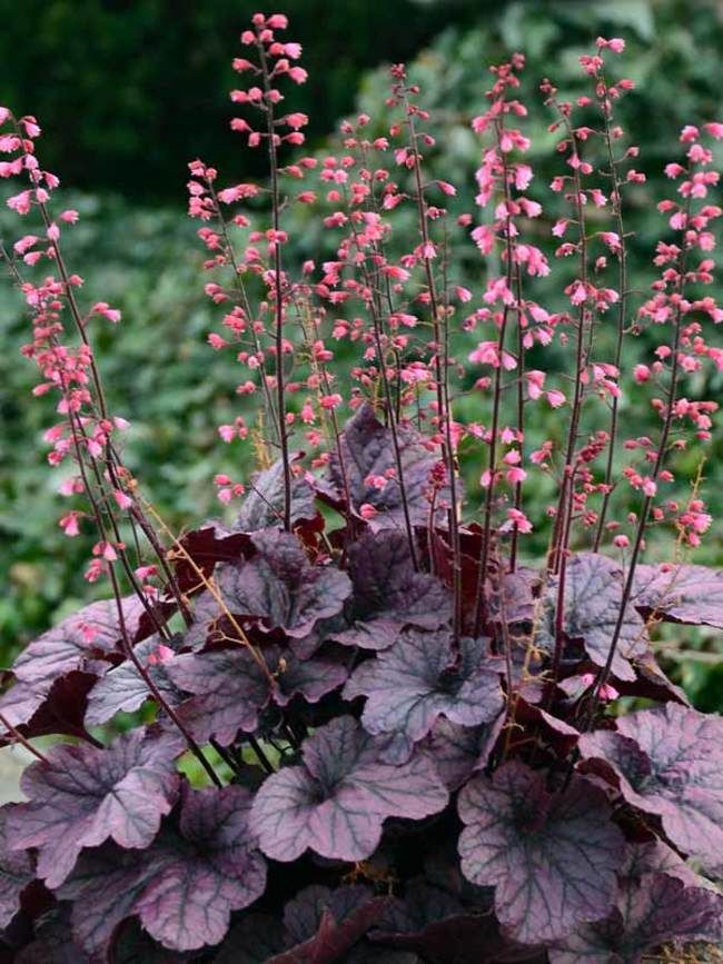 purple and green plants in a pot outside