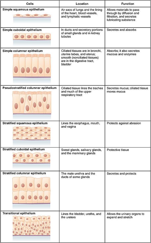 an image of different types of skin and their functions in the human body, with text below