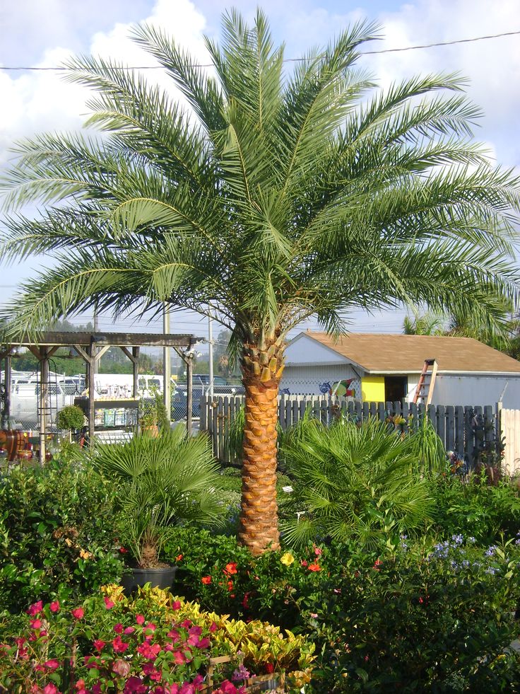 a palm tree in the middle of some flowers