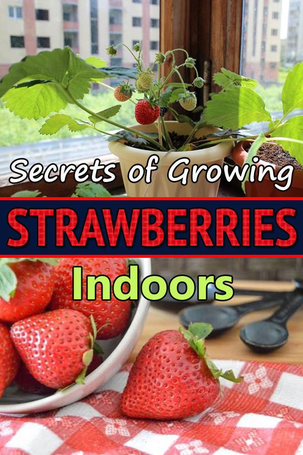 strawberries in a bowl on a table with the words secrets of growing strawberries indoors