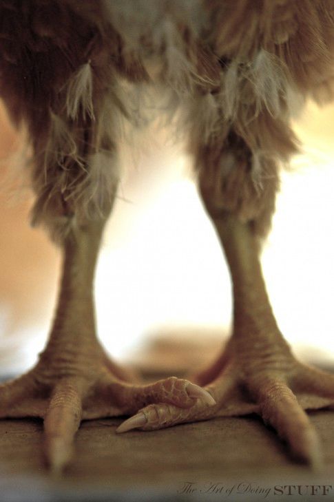 the legs and feet of a bird with feathers on it's back end, looking down