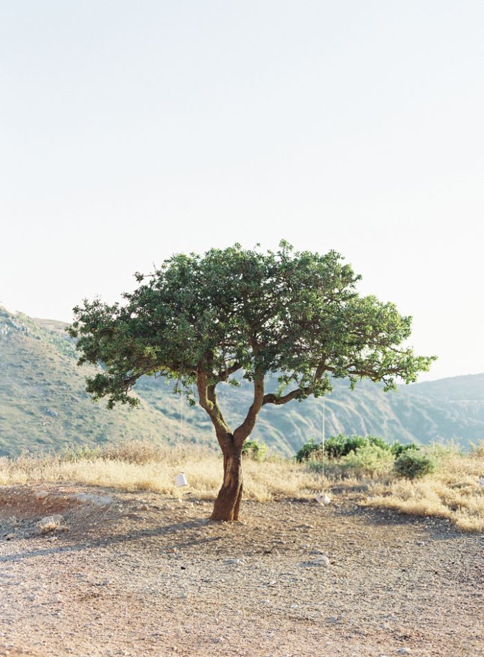 a lone tree in the middle of nowhere