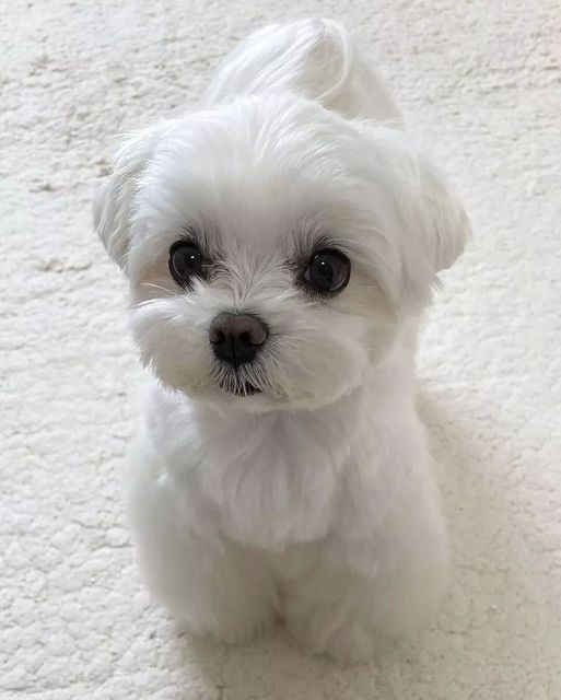 a small white dog sitting on top of a rug