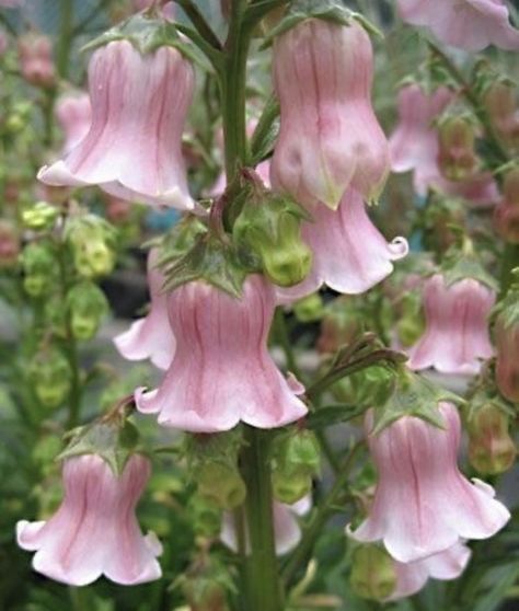 pink flowers are blooming in the garden