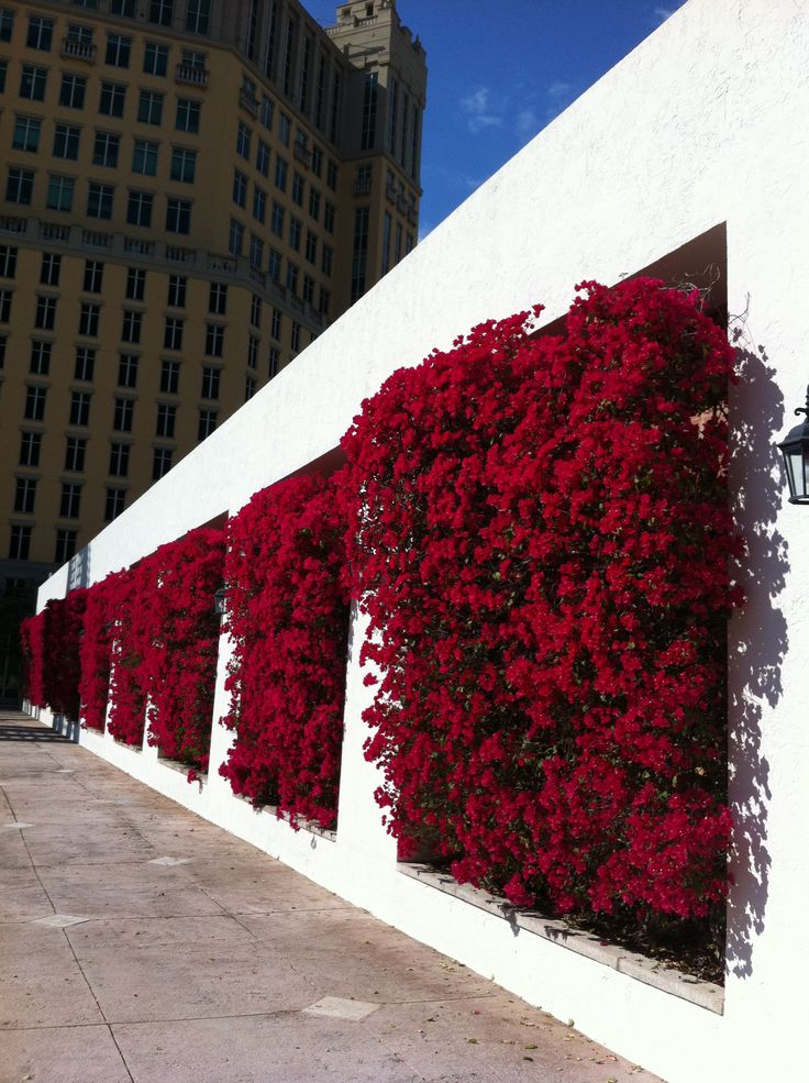 red flowers growing on the side of a white building