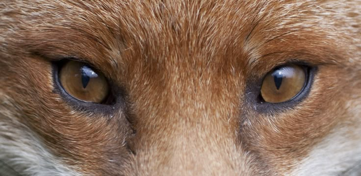 a close up view of an animal's eyes