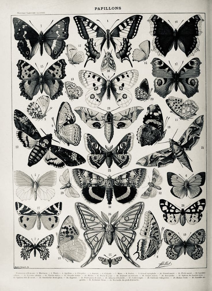 an old book with lots of different butterflies on top of each other's wings