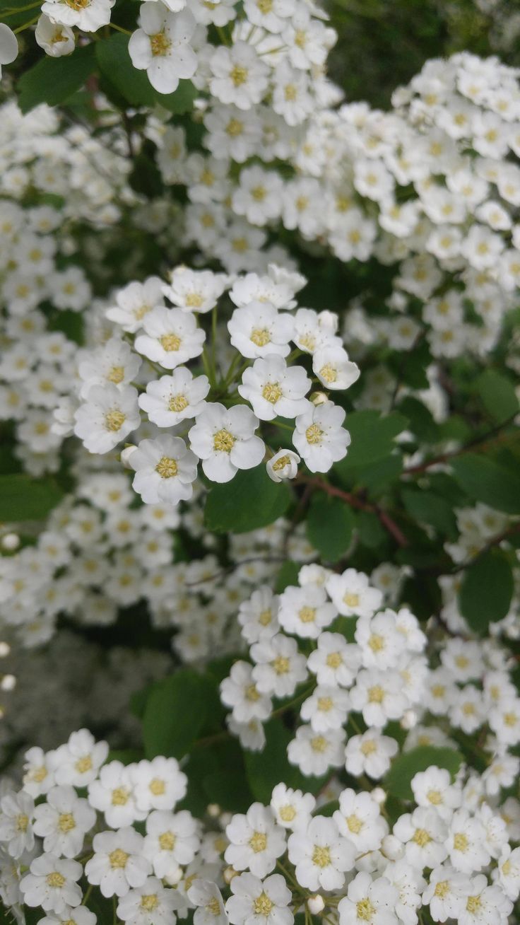 white flowers with green leaves in the background