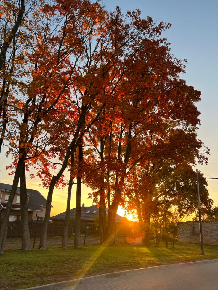 the sun is setting behind some trees with orange leaves on them in an urban area